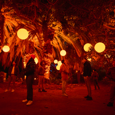 People stand under a canopy of palm trees, illuminated by large, warm-toned, spherical lights.