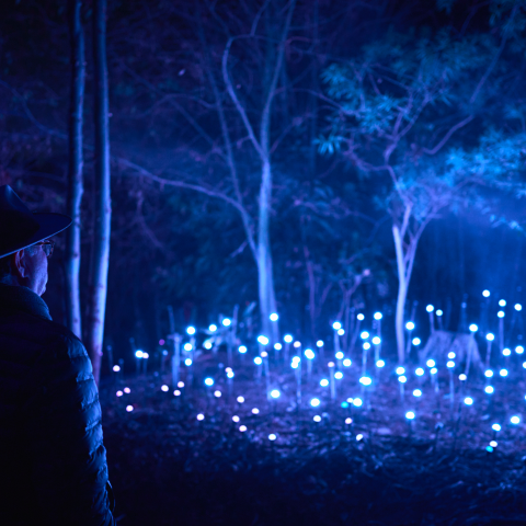 Person standing in a forest at night, looking at a field of small, glowing, light blue lights.