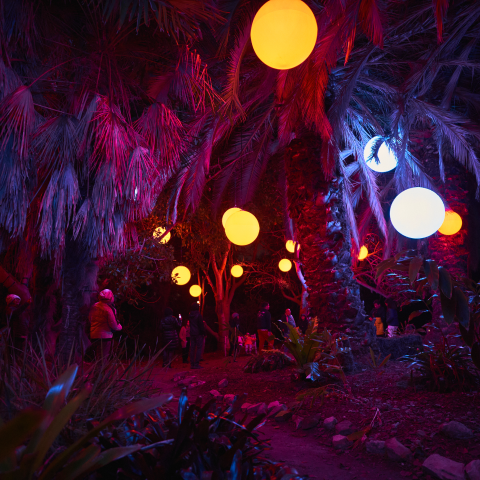 Nighttime garden path with vibrant, colorful lighting, featuring large, round, glowing orbs hanging amongst palm trees.