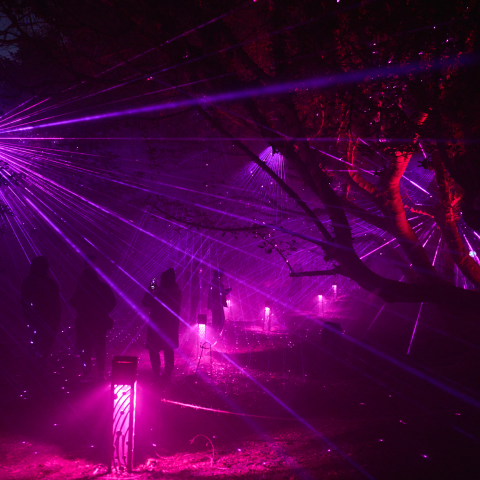 Nighttime laser light show with vibrant purple beams illuminating silhouetted figures and trees.